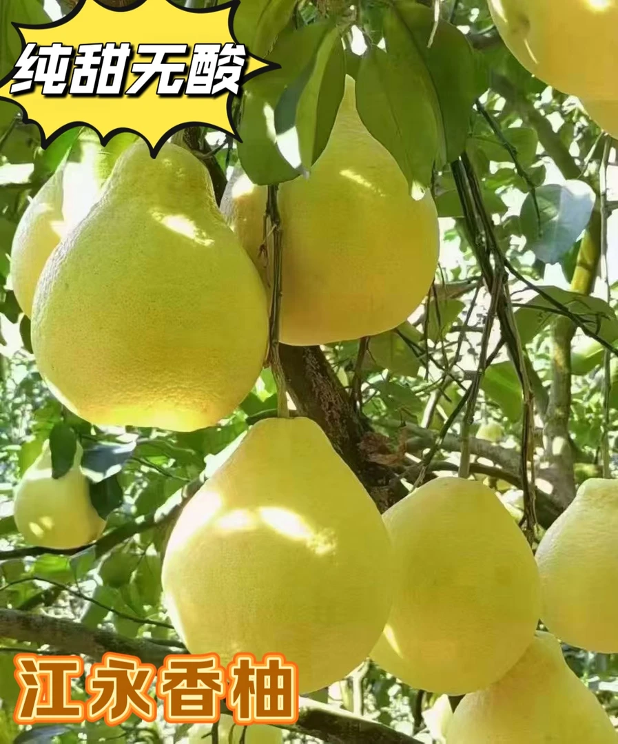绿色植物江永香柚四十多年老树沙田柚