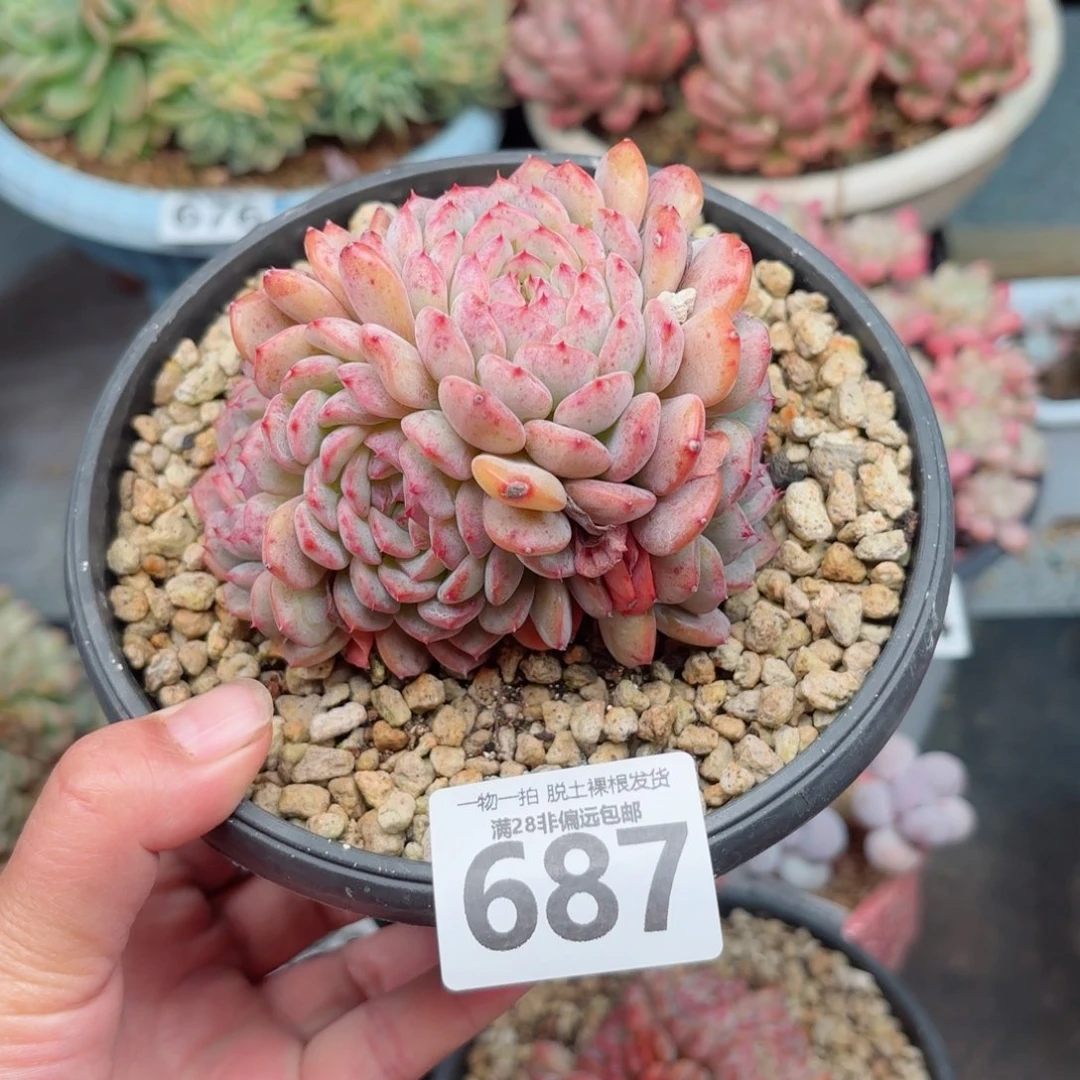 白胖子无盆土发货