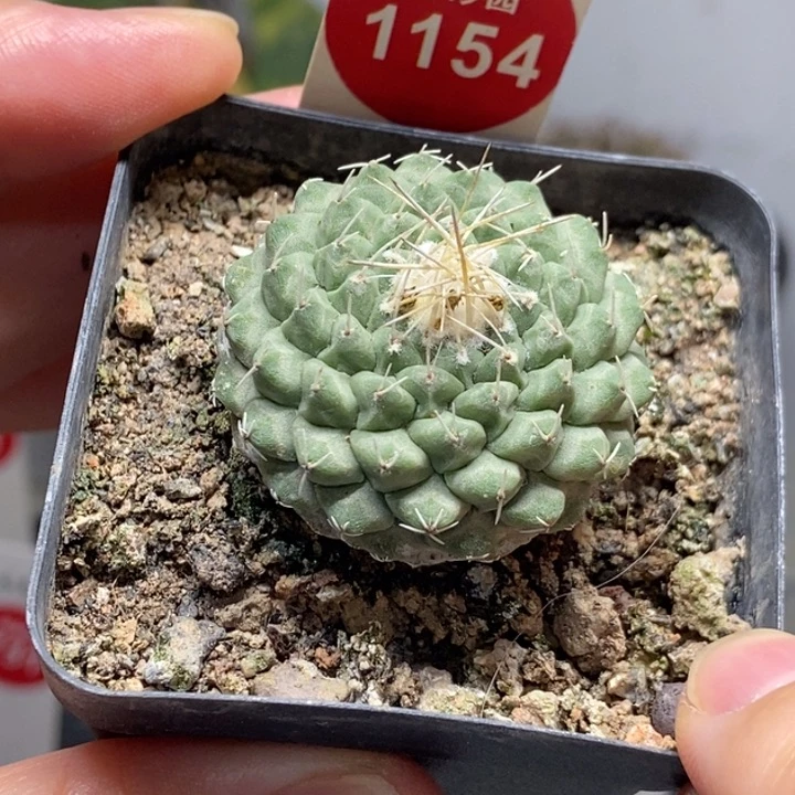 实生母本菊水3.2cm一棵仙人球