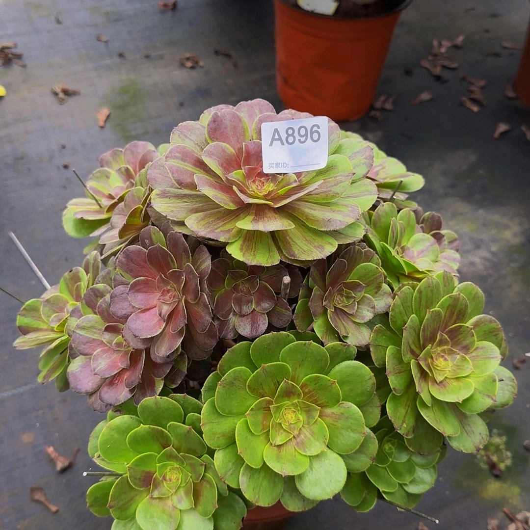 无花朵896花月夜法师