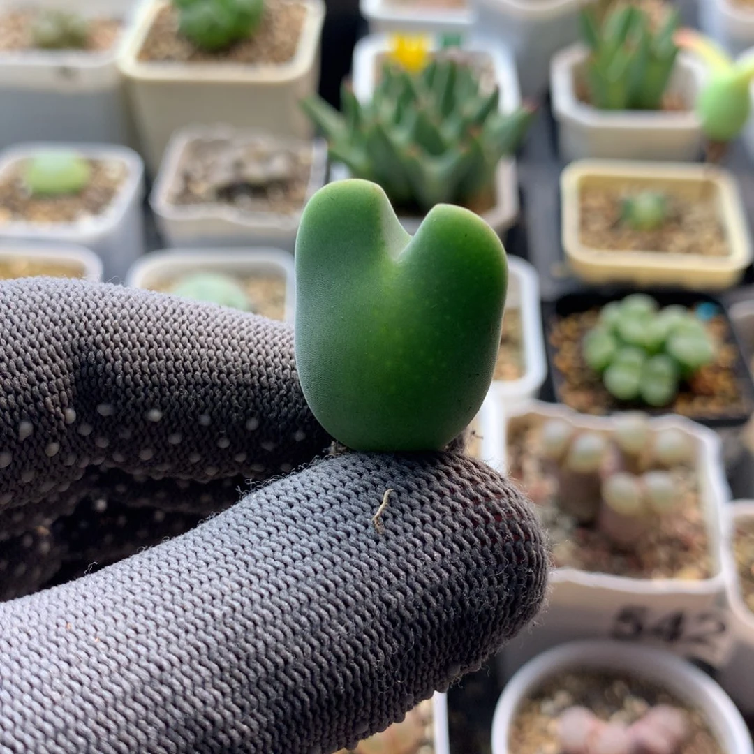 355毛少将母本一颗