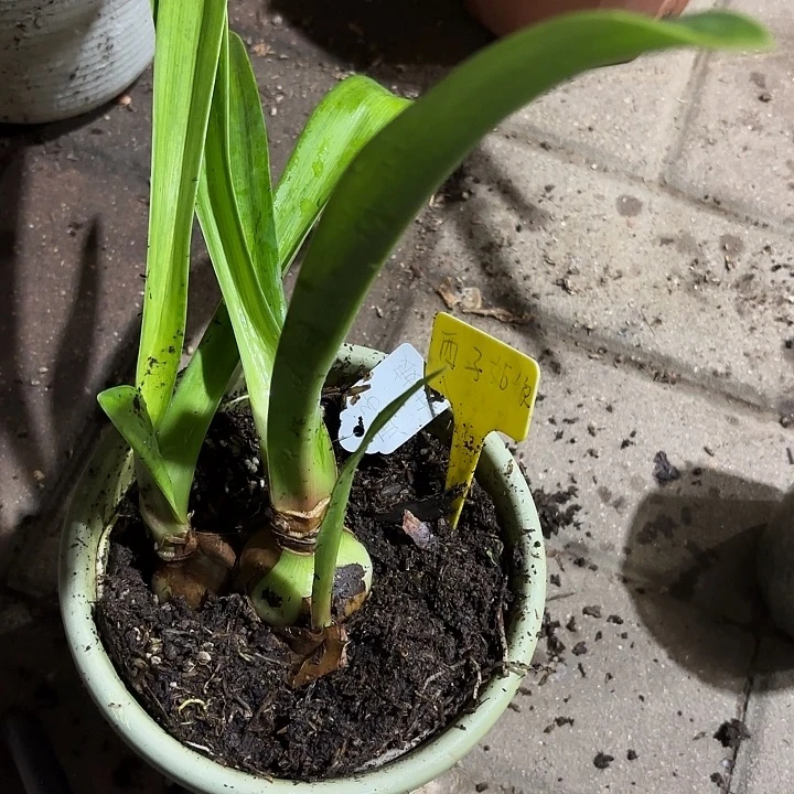 无花朵朱顶红西子姑娘一坨