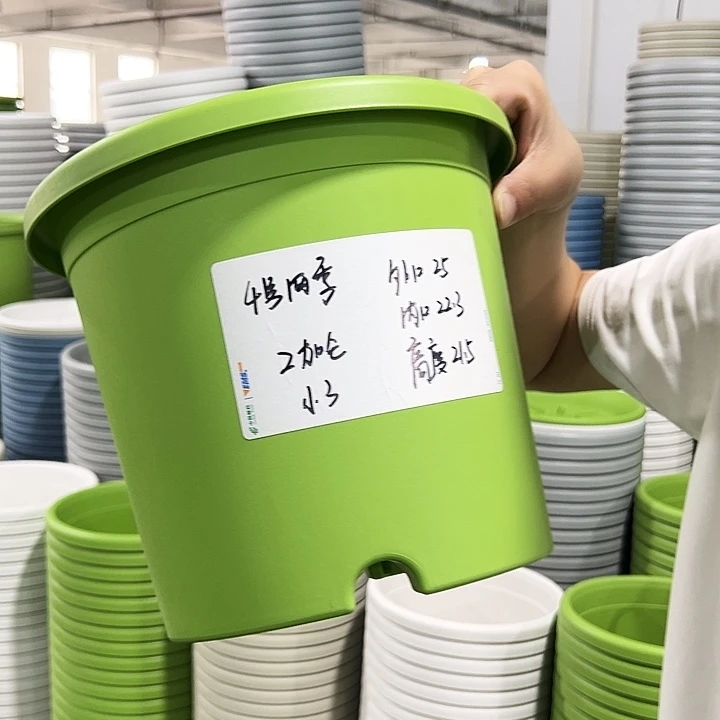 特价4号四季口25高21.5果绿无托8只