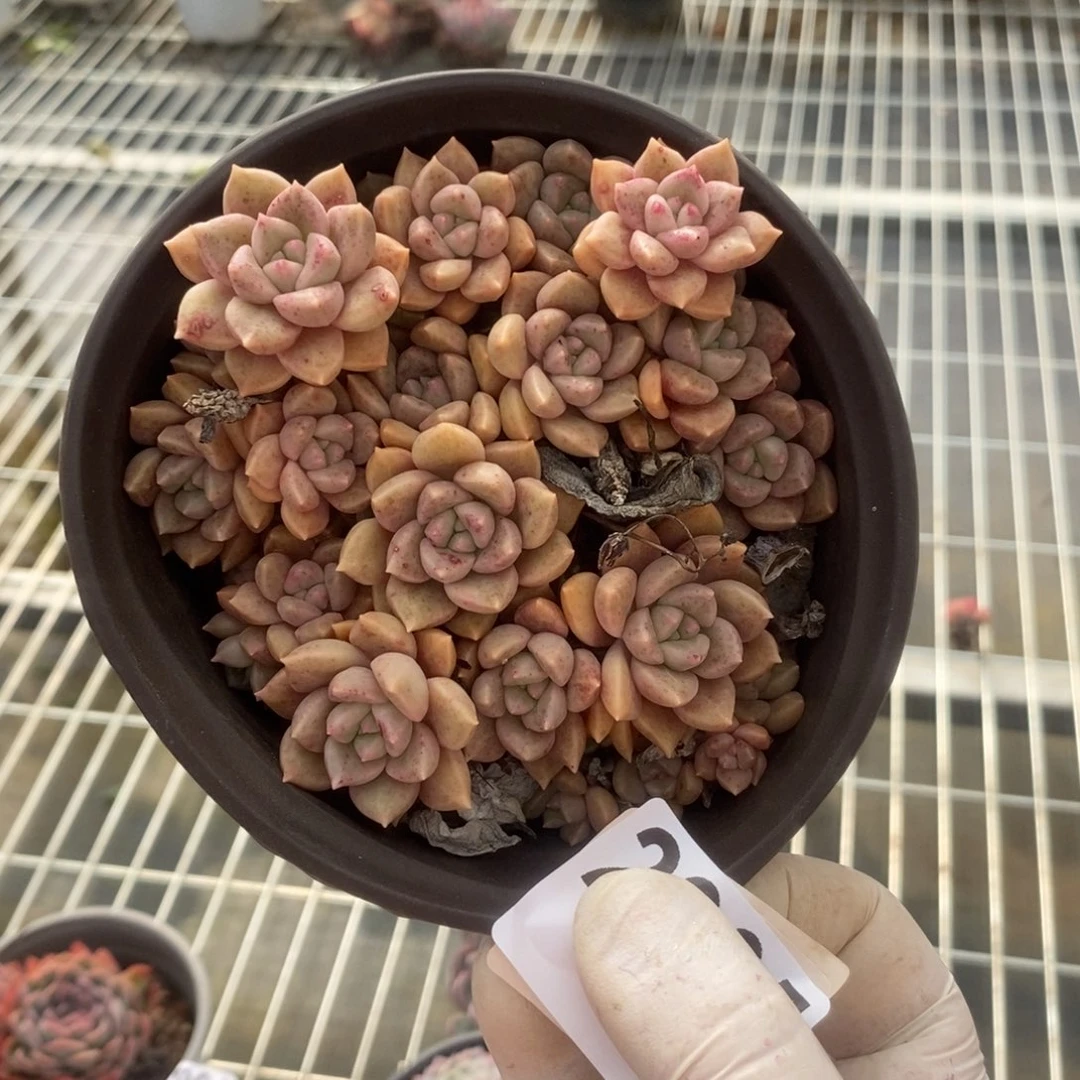 2905璀璨老桩一物一拍