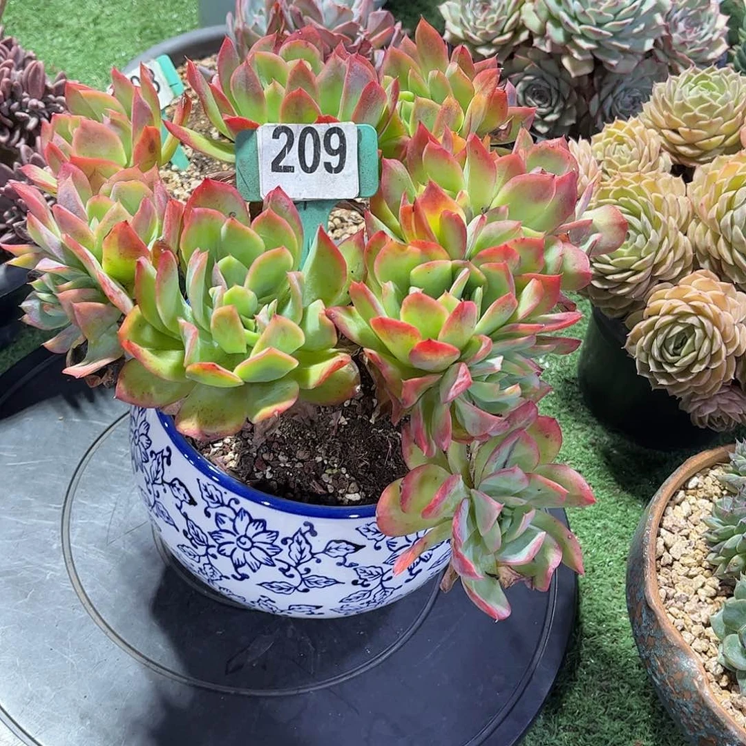 静***绮罗多肉植物保护209
