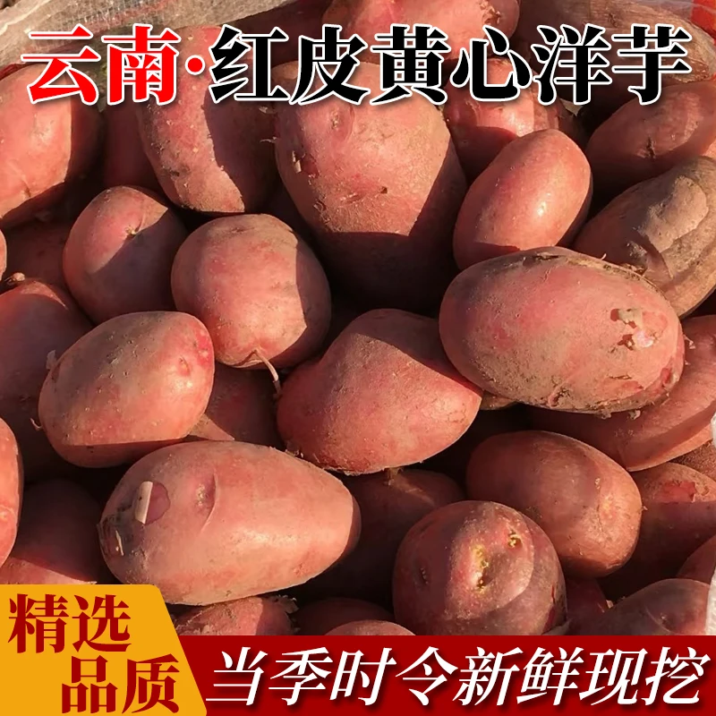 云南新土豆特产紫皮土豆马铃薯洋芋现挖粉面薄皮土豆4.5-5斤
