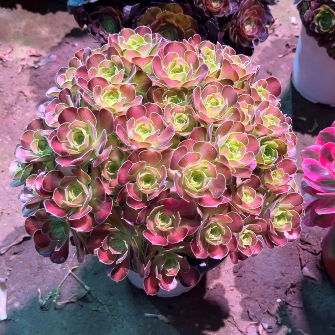 多肉植物韶华292