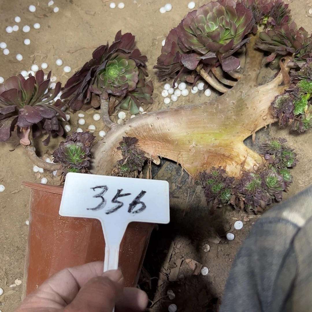 多肉植物铜壶一体化356