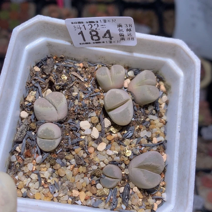 精品生石花122.184