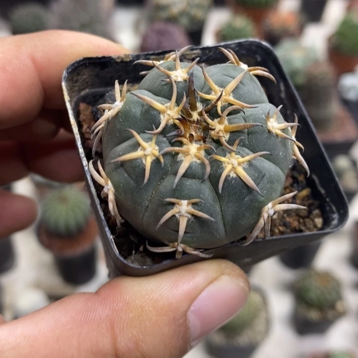 实生猫爪特价福利