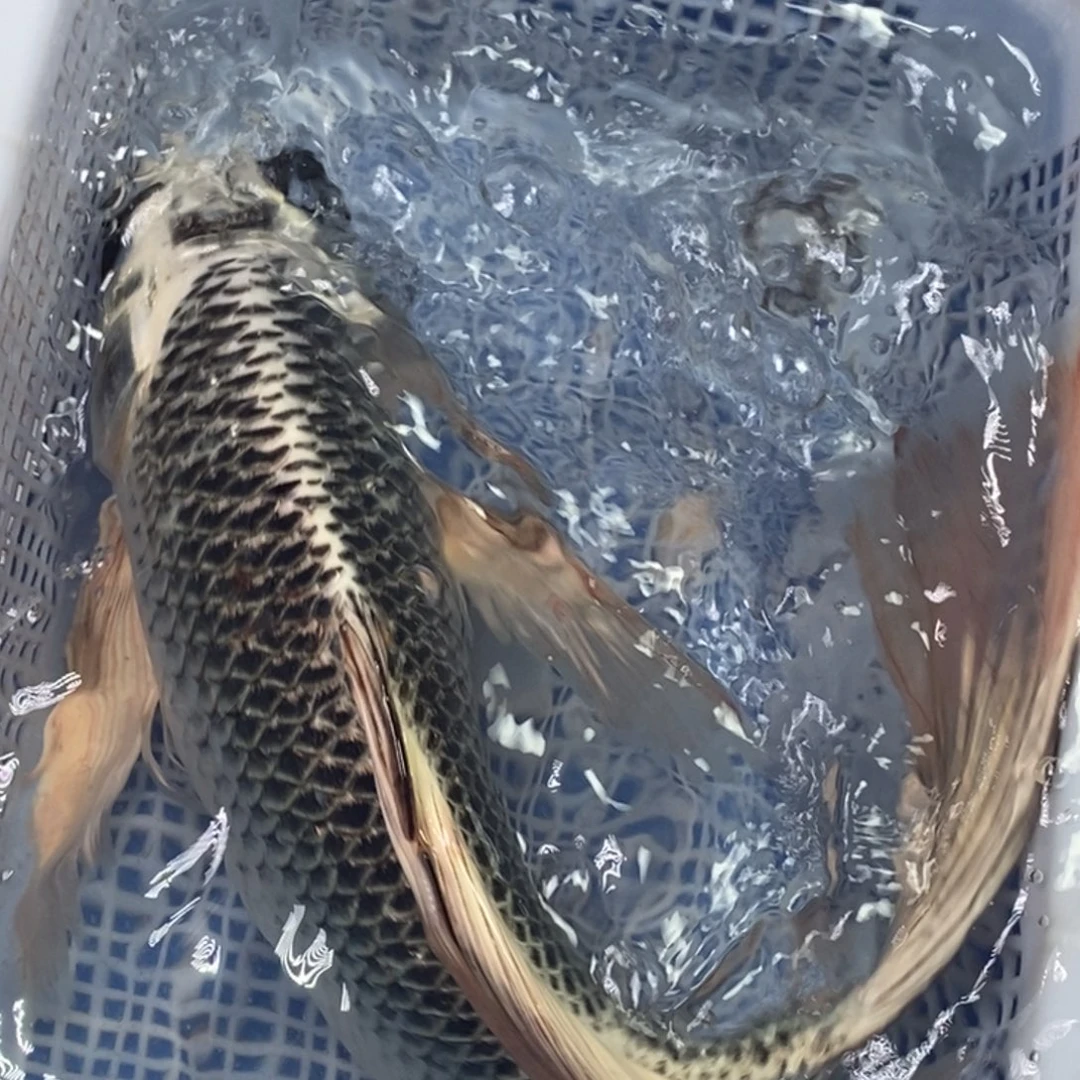 锦鲤冷水锦鲤包邮