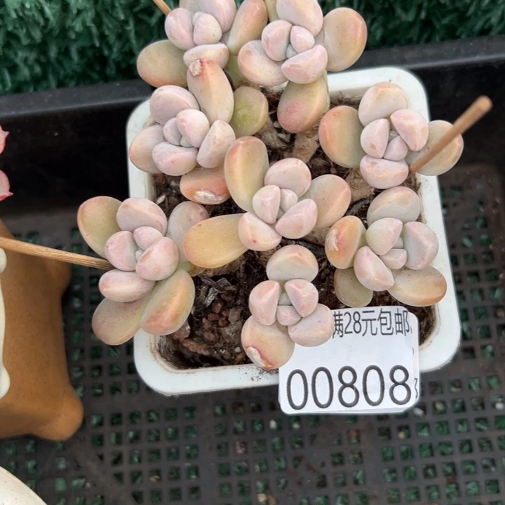 幸运的是我还在努力幸运