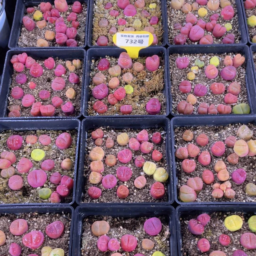 732号 八年全状态毛汉尼一盒