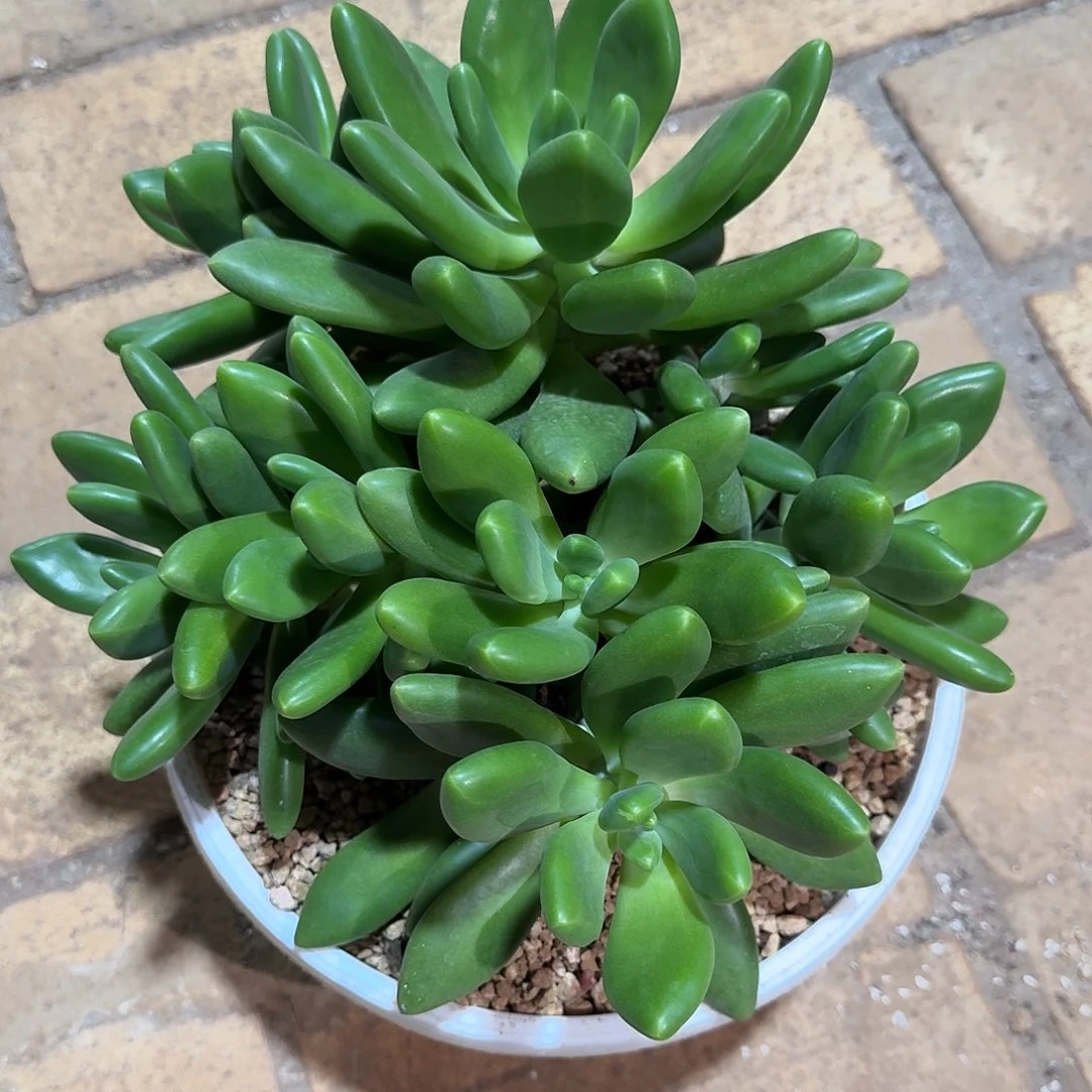 青芒多肉凤凰园艺植物