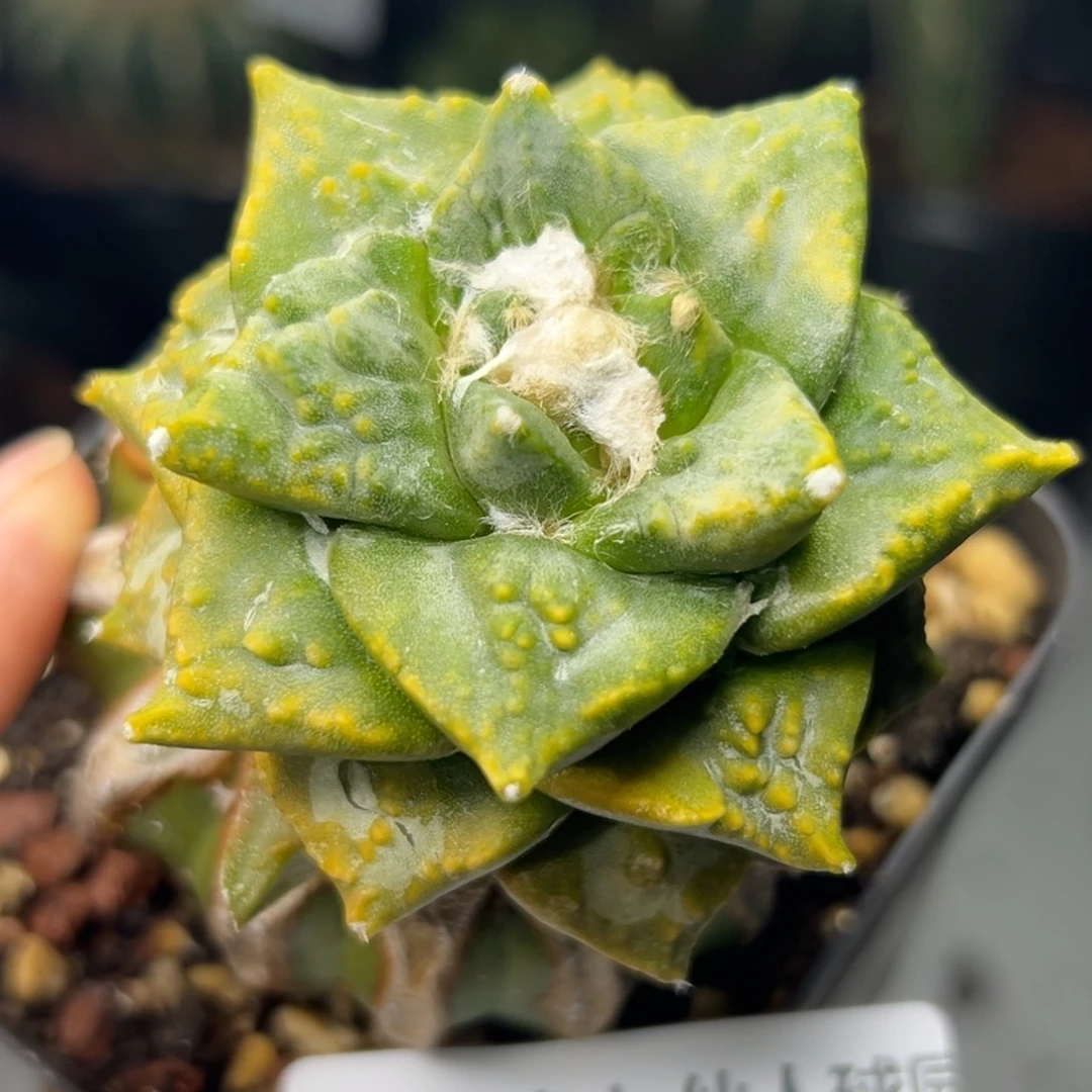 260 仙人球的比赛将于