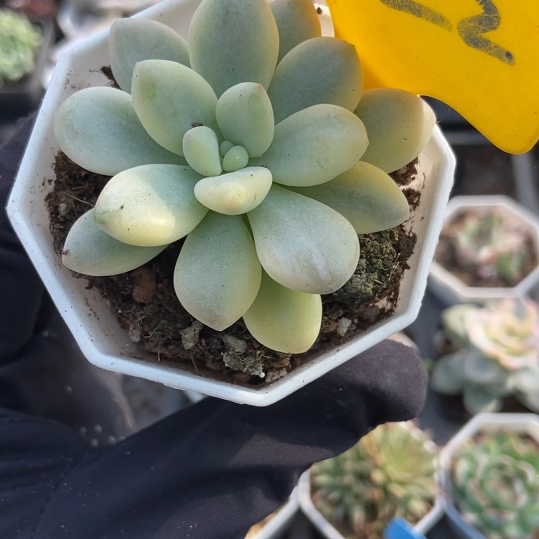 922洛神锦多肉植物