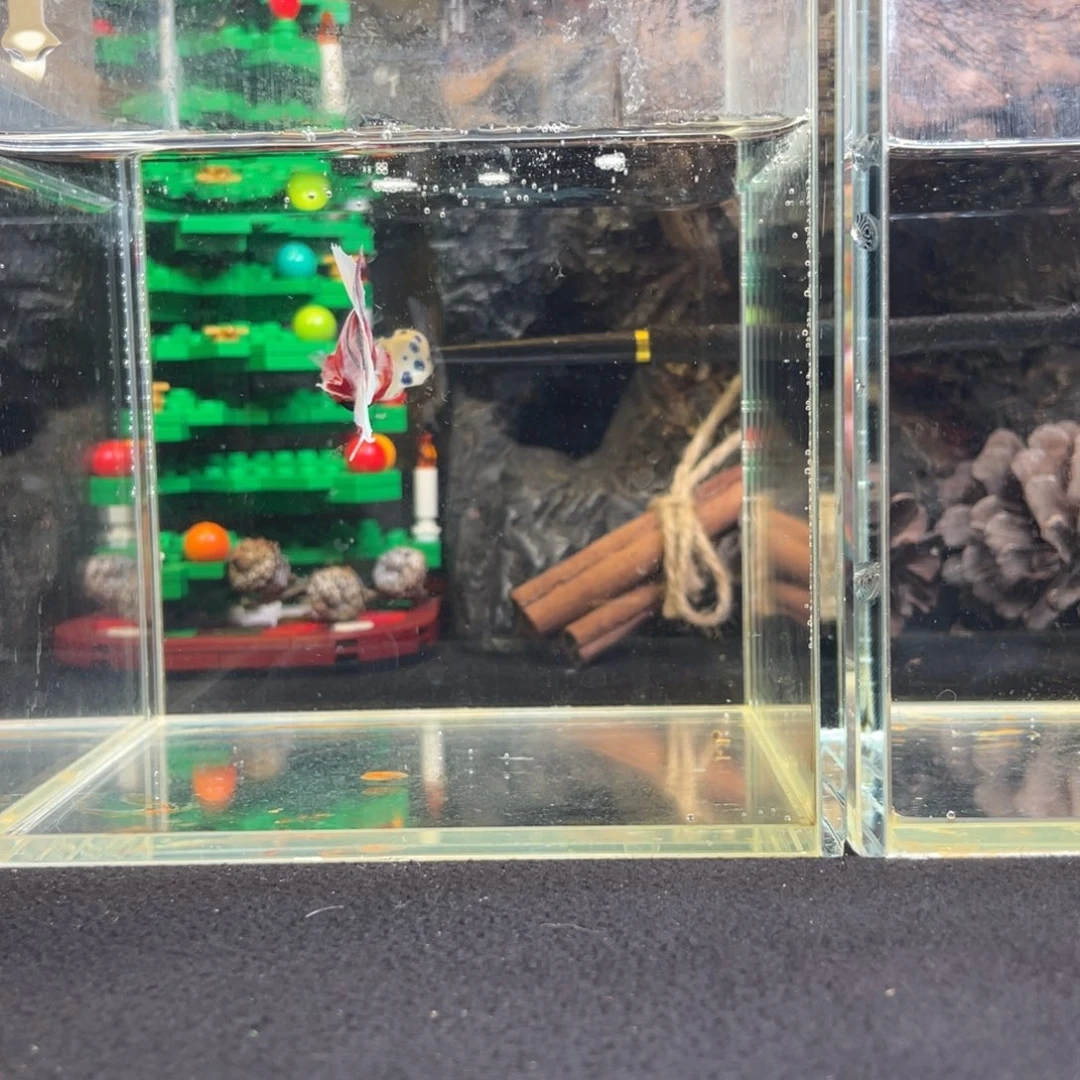 斗鱼十二月二十九日竞价