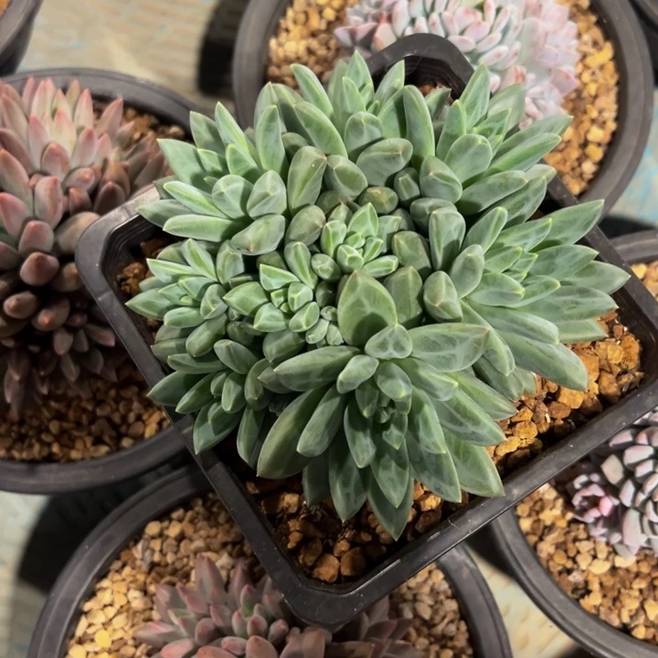 玻***兔彩翼美人自然群娃娃兔专拍