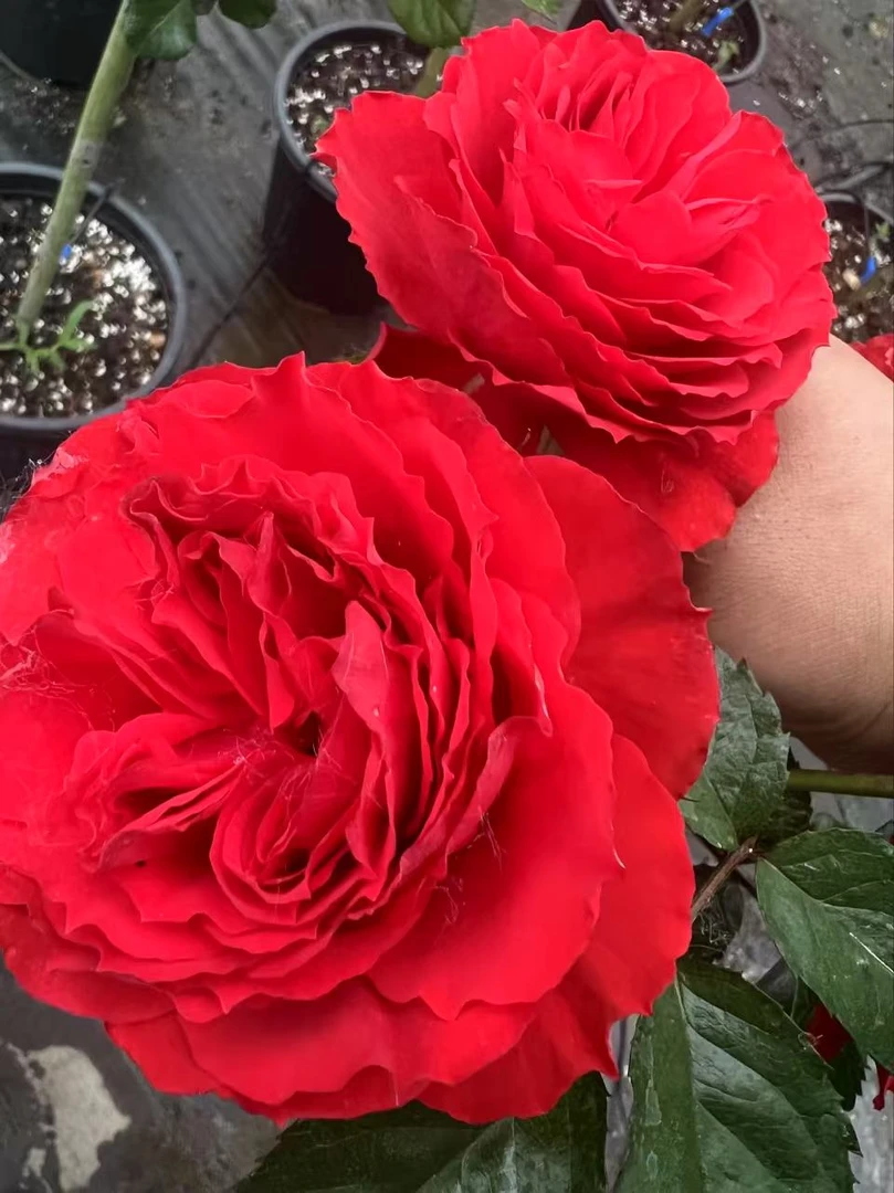 顺丰包邮！ 大红色阿波罗棒棒糖月季花