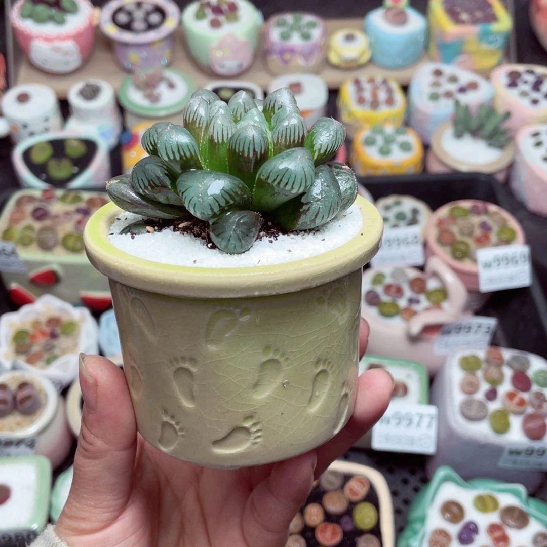 w9984 -零下地区拍保温箱-15支持寄养