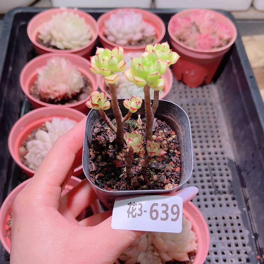 花利美3-639酥皮鸭