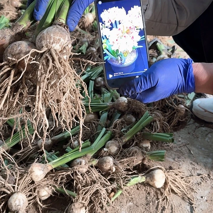 随机精品基地球一个，，，