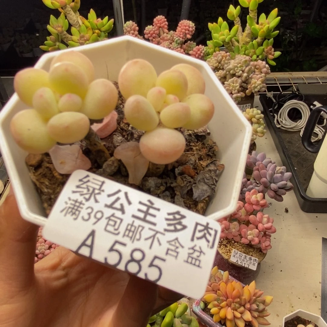 585萤火虫多肉4c m
