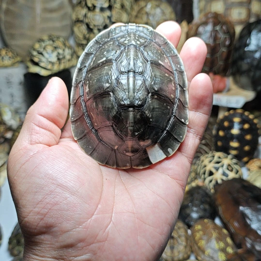 瑕疵安布龟甲一个