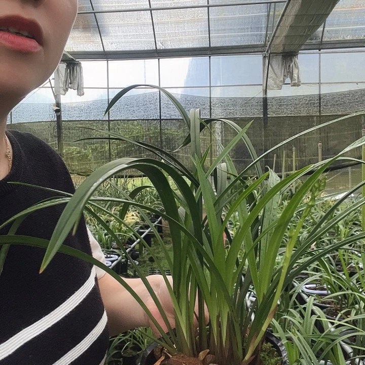 无花朵6**2梨山狮王