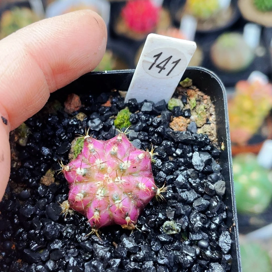 非偏远地区满25包邮仙人球