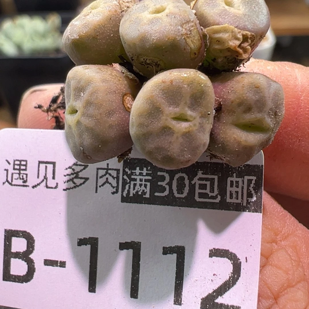 多肉植物1111111111111