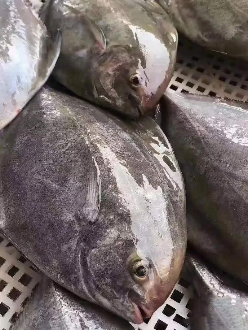 黑鲳鱼现称鱼虾蟹以直播间称重商品为准 包鲜/不包活