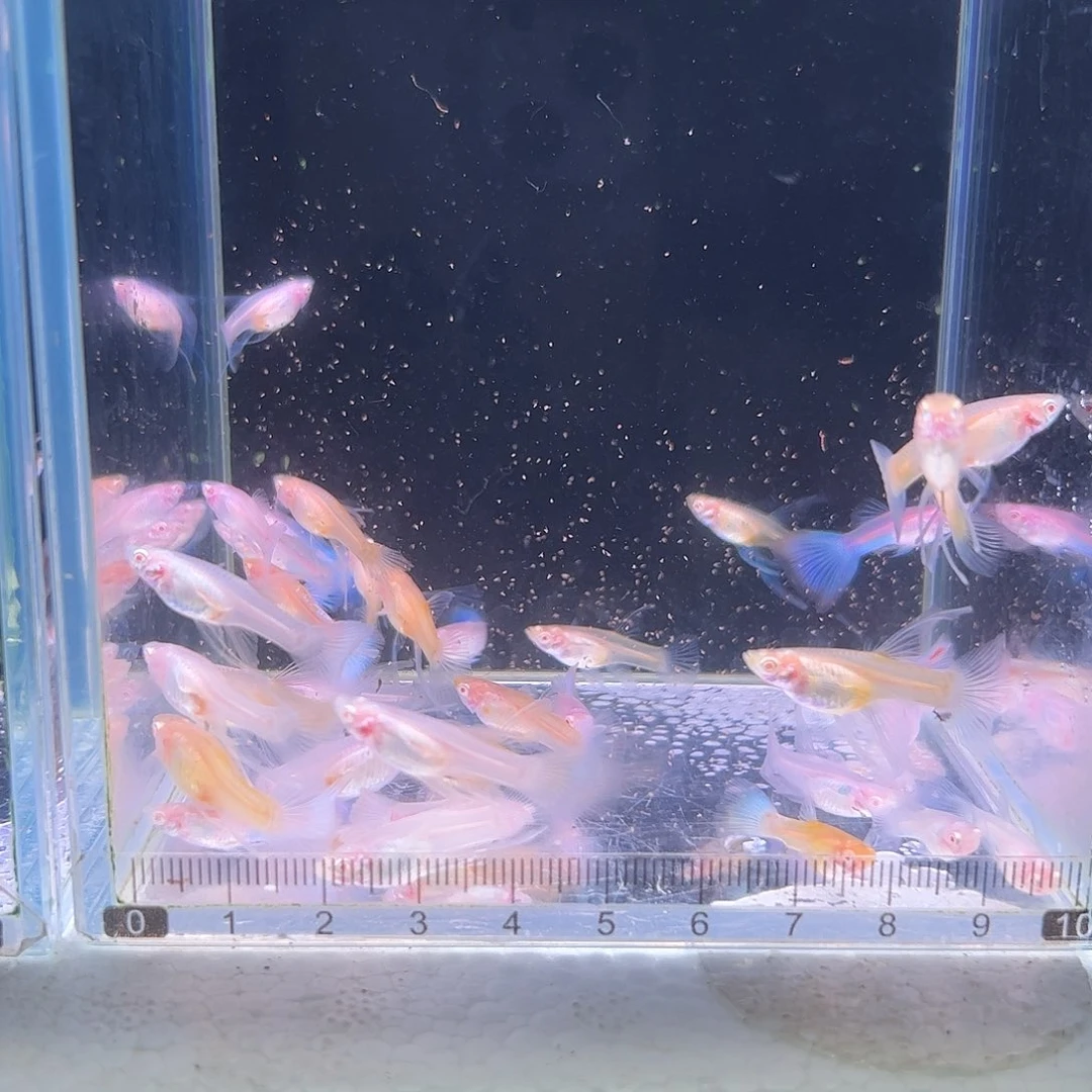 孔雀鱼蓝白缎带17条