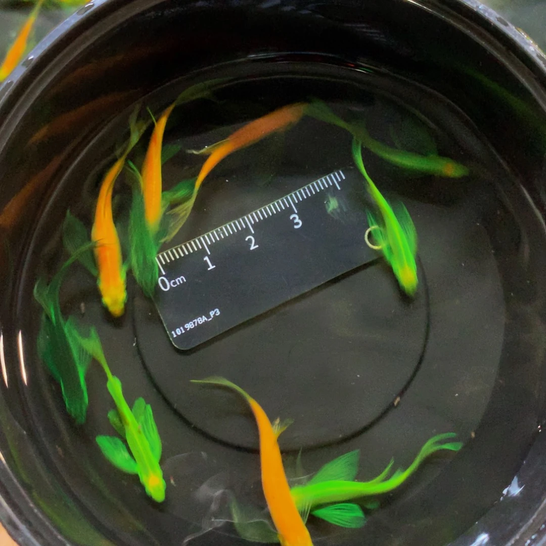斑马鱼碟翼斑马混搭10条（3-4厘米）