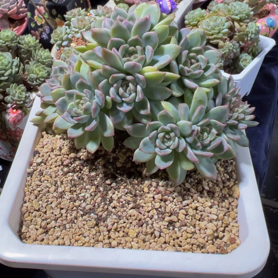 原***蛋珍妮朵朵缀天天开心