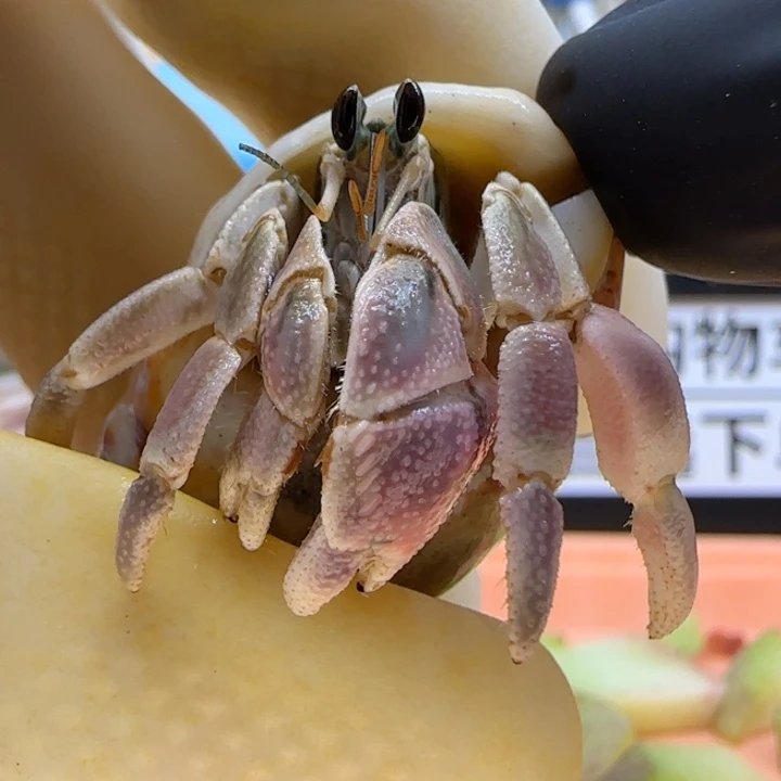 A67粉紫色 灰白1.5cm口径