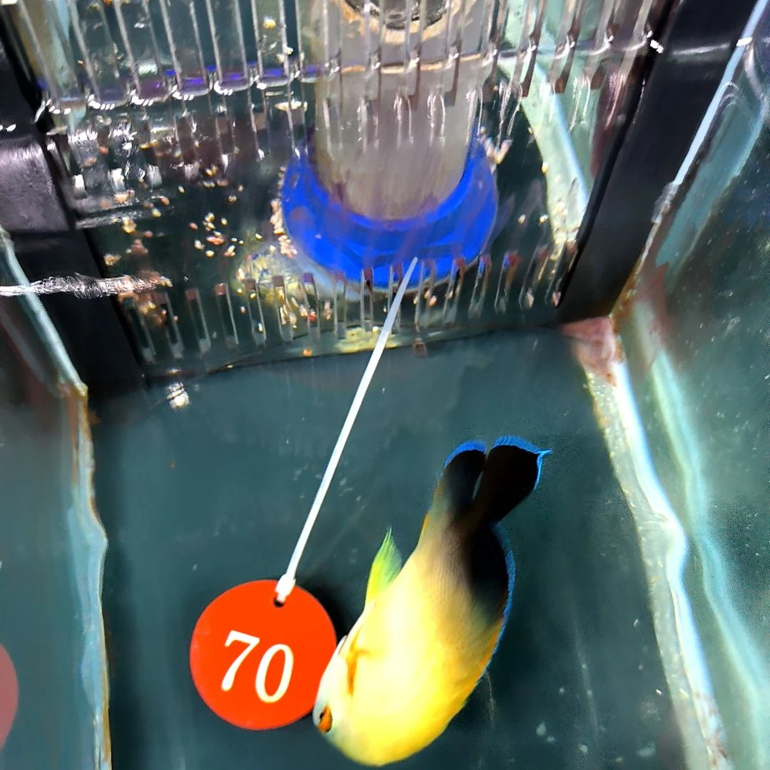 海水鱼黑尾仙8+/5-44-70