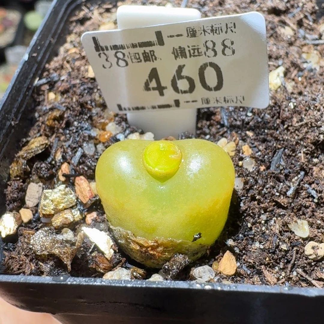 Sss精品便宜清了460