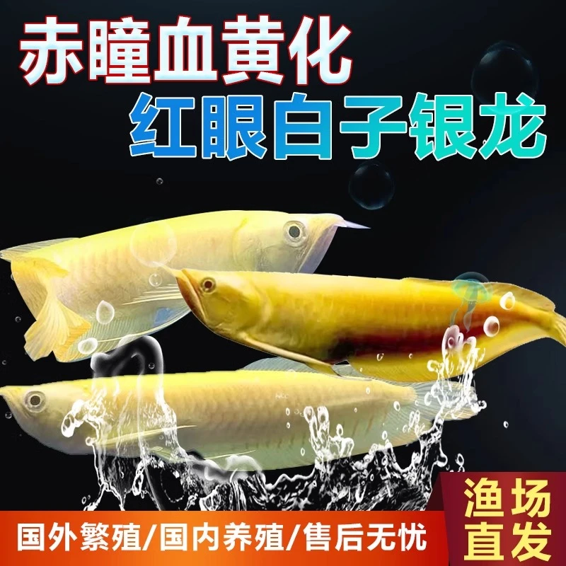 黄化白子银龙鱼活体中型热带观赏鱼招财鱼