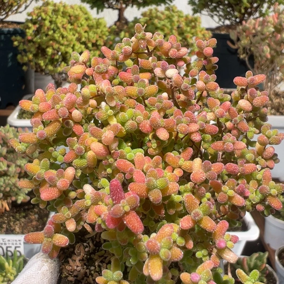 D3080蜜桔糖球枝干