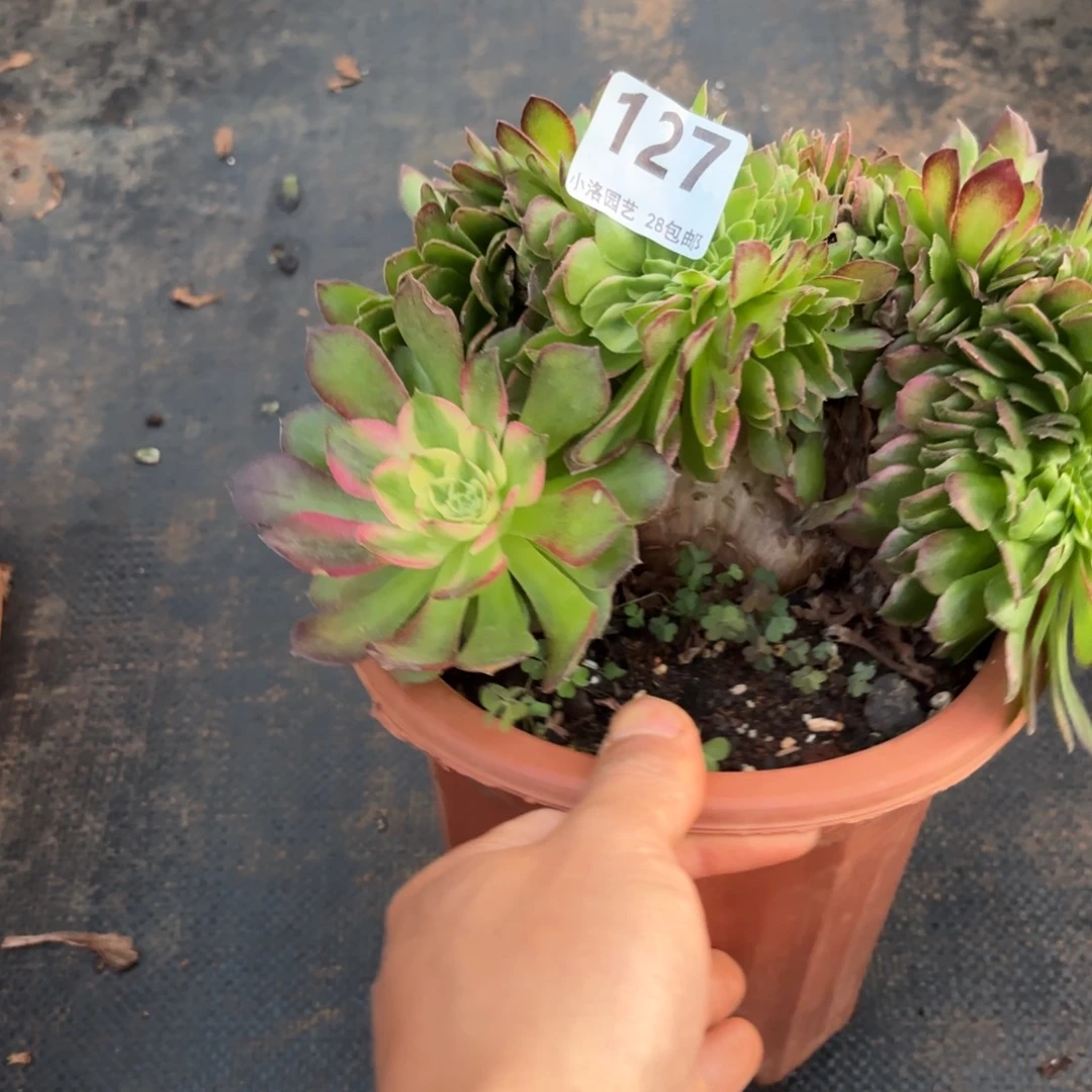 127号海王缀化多肉植物