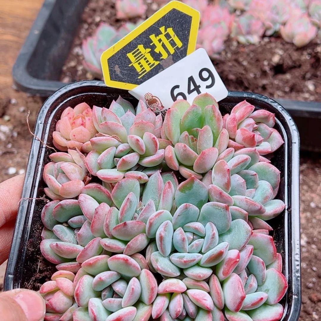多肉植物多肉植物