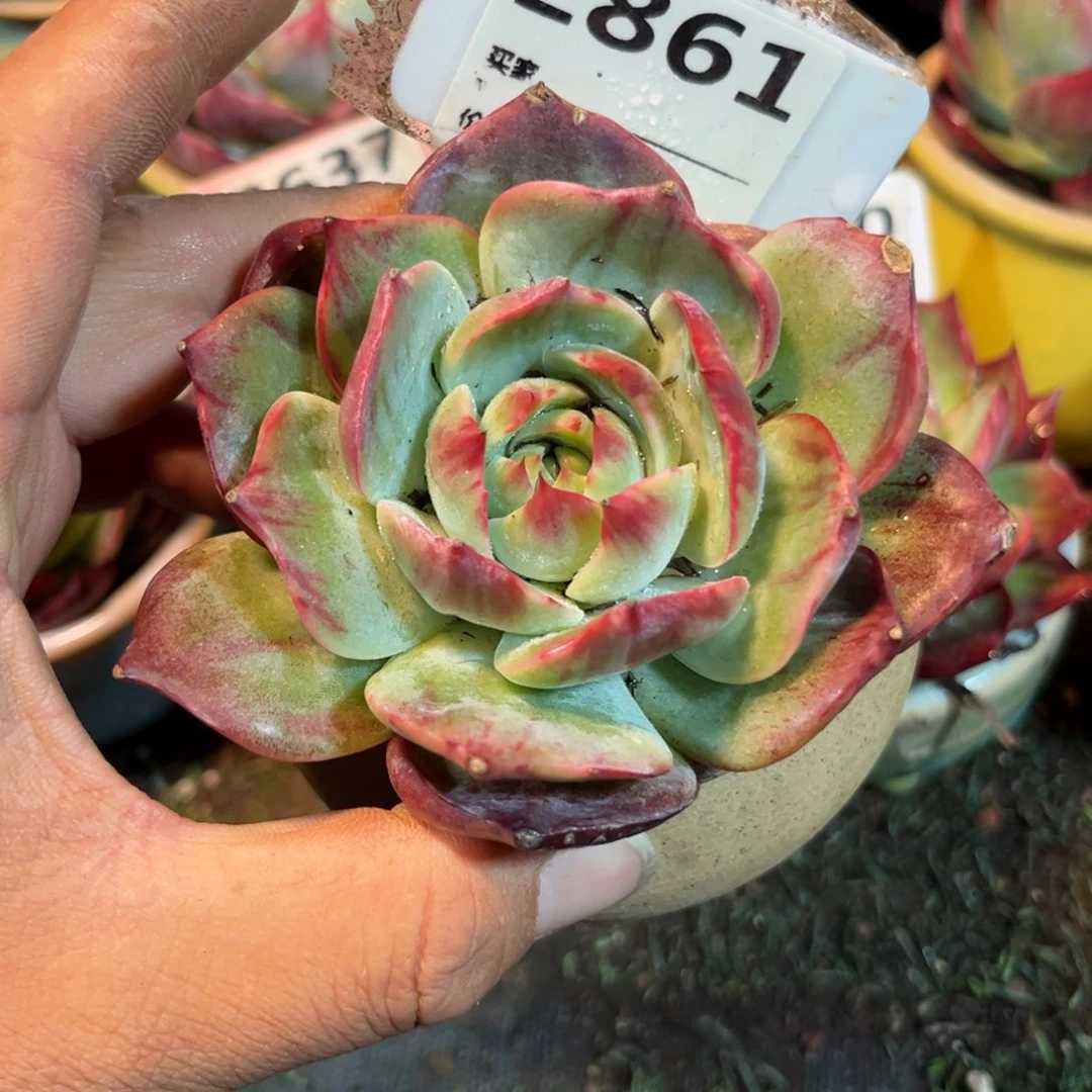 惊鸿一瞥861号多肉