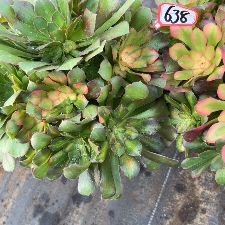 多肉植物638不售后