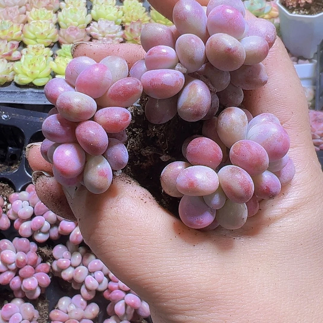 桃蛋10个19包邮多肉植物