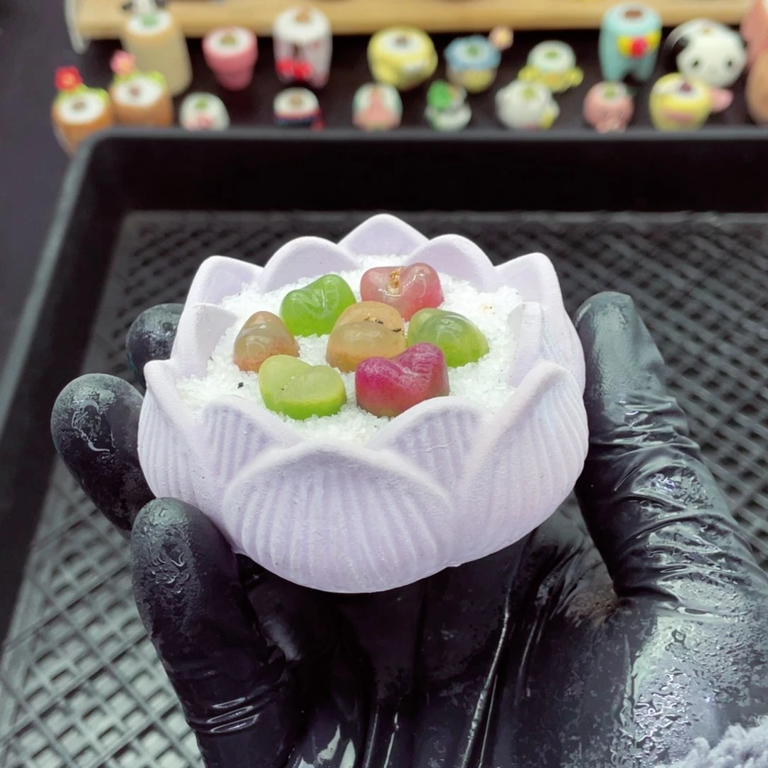 w6830-带盆土发货，零下地区拍保温箱