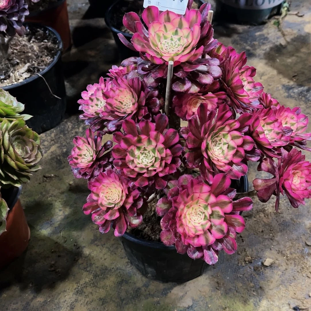 多肉414红铜超白锦法师