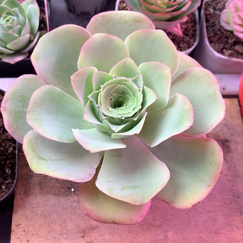 【闪购商品】恰****瓜2月100会员轻纱