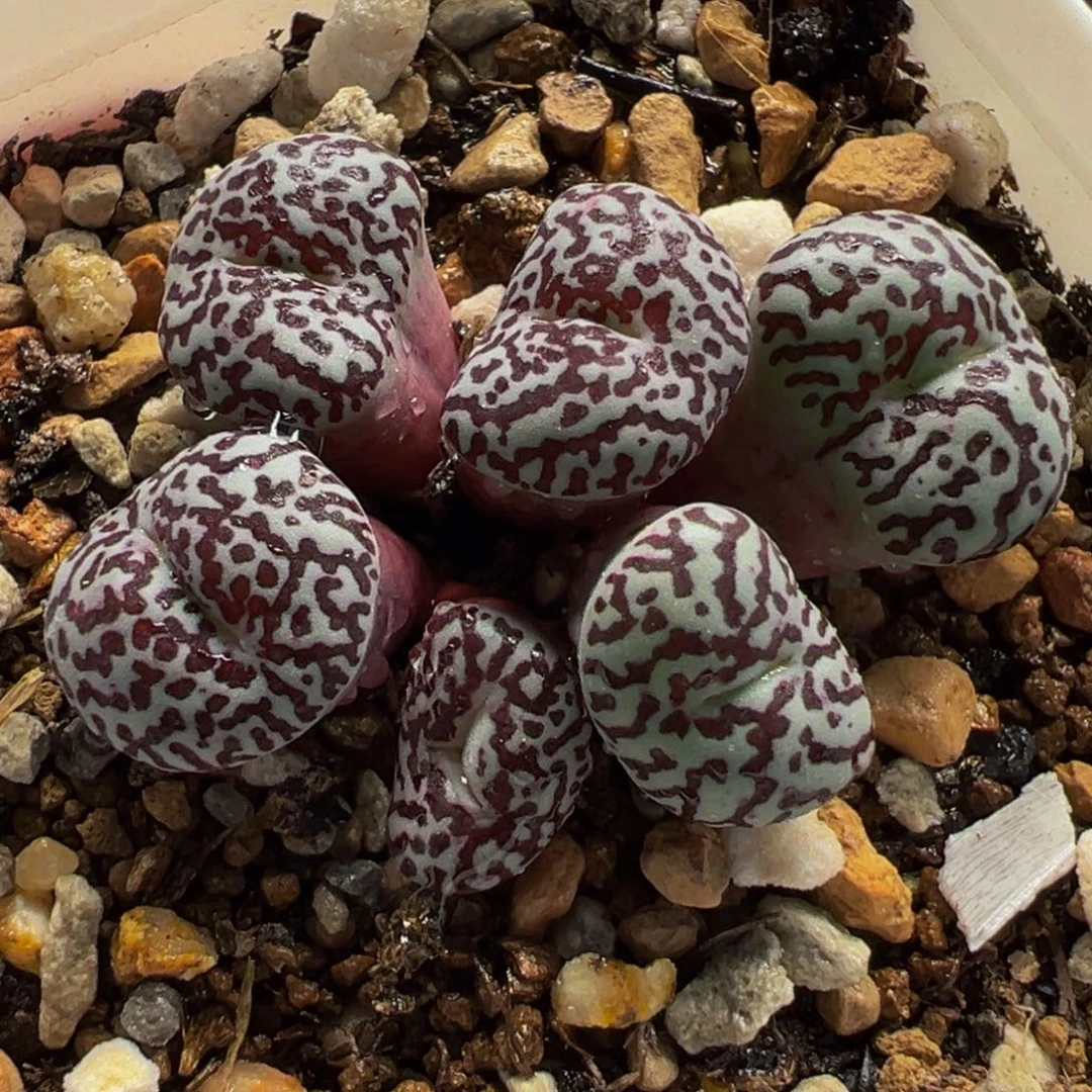 085多肉植物种类多样