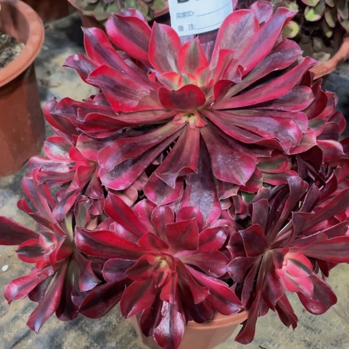 069美杜莎1111多肉